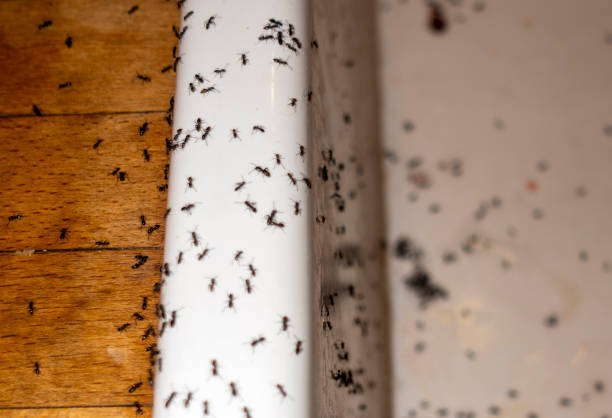 Trusted Shaw Heights, CO Pest Control Experts