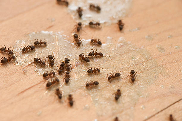Best Wildlife Control Services  in Shaw Heights, CO